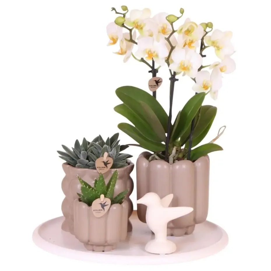 Cadeauset orchidee 'White Tray XL' - Phalaenopsis - Hoogte 35cm