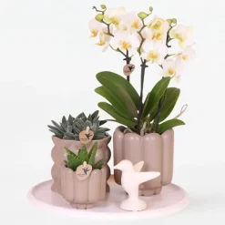 Cadeauset orchidee 'White Tray XL' - Phalaenopsis - Hoogte 35cm