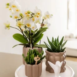Cadeauset orchidee 'White Tray XL' - Phalaenopsis - Hoogte 35cm