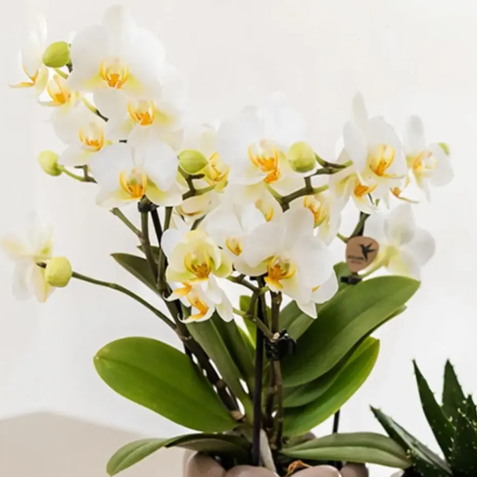 Cadeauset orchidee 'White Tray XL' - Phalaenopsis - Hoogte 35cm