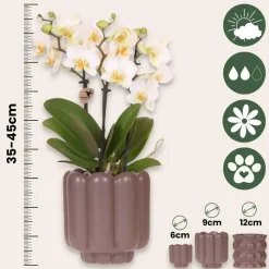 Cadeauset orchidee 'White Tray XL' - Phalaenopsis - Hoogte 35cm