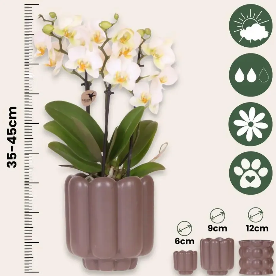 Cadeauset orchidee 'White Tray XL' - Phalaenopsis - Hoogte 35cm