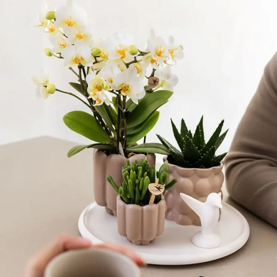 Cadeauset orchidee 'White Tray XL' - Phalaenopsis - Hoogte 35cm