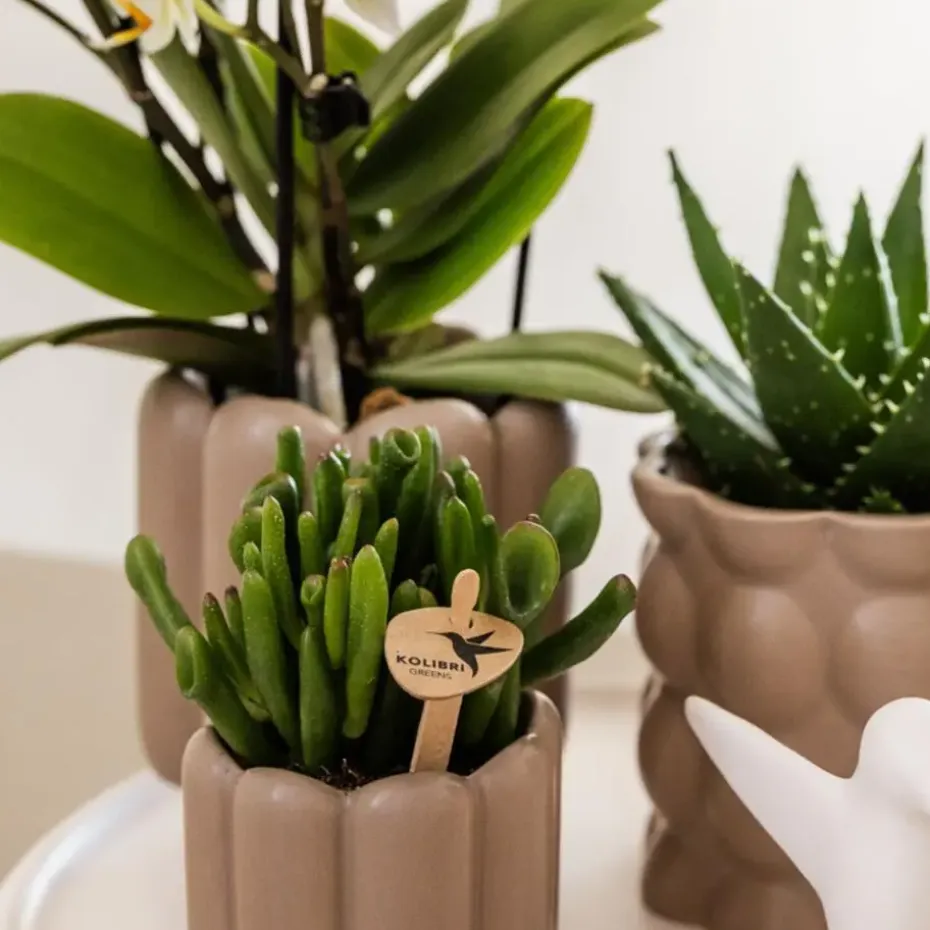 Cadeauset orchidee 'White Tray XL' - Phalaenopsis - Hoogte 35cm