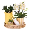Cadeauset orchidee 'Yellow XL' - Phalaenopsis - Hoogte 35cm