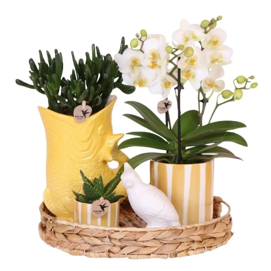 Cadeauset orchidee 'Yellow XL' - Phalaenopsis - Hoogte 35cm