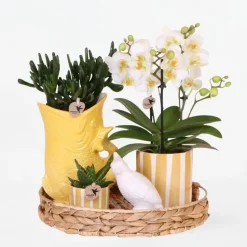 Cadeauset orchidee 'Yellow XL' - Phalaenopsis - Hoogte 35cm