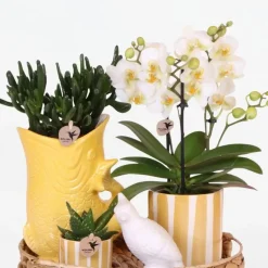 Cadeauset orchidee 'Yellow XL' - Phalaenopsis - Hoogte 35cm