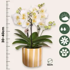 Cadeauset orchidee 'Yellow XL' - Phalaenopsis - Hoogte 35cm