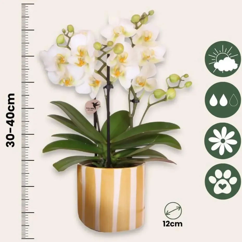 Cadeauset orchidee 'Yellow XL' - Phalaenopsis - Hoogte 35cm
