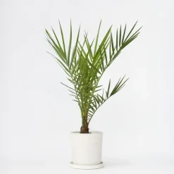 Canarische Dadelpalm - Phoenix canariensis - Hoogte 50-60cm - ⌀15cm