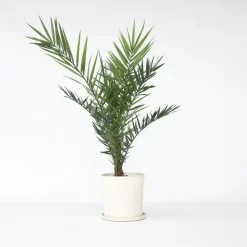 Canarische Dadelpalm - Phoenix canariensis - Hoogte 80-100cm - ⌀19cm