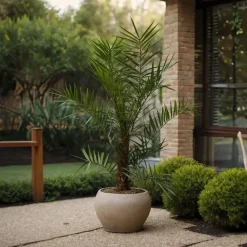 Canarische Dadelpalm - Phoenix canariensis - Hoogte 80-100cm - ⌀19cm