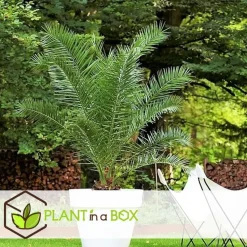 Canarische Dadelpalm - Phoenix canariensis - Hoogte 80-100cm - ⌀19cm