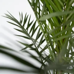 Canarische Dadelpalm - Phoenix canariensis - Hoogte 80-100cm - ⌀19cm