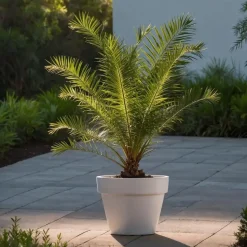 Canarische Dadelpalm - Set van 2 - Phoenix canariensis - Hoogte 80-100cm - ⌀19cm