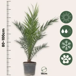 Canarische Dadelpalm - Set van 2 - Phoenix canariensis - Hoogte 80-100cm - ⌀19cm