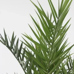 Canarische Dadelpalm - Set van 2 - Phoenix canariensis - Hoogte 80-100cm - ⌀19cm