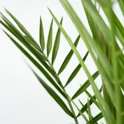 Canarische Dadelpalm - Set van 2 - Phoenix canariensis - Hoogte 80-100cm - ⌀19cm