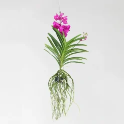 Cerice Orchidee - Vanda 'Tayanee Cerise' - Hoogte 55-65cm