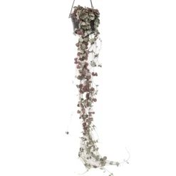 Chinees lantaarnplantje - Ceropegia linearis Woodii - Hoogte 20-30cm - ⌀14cm