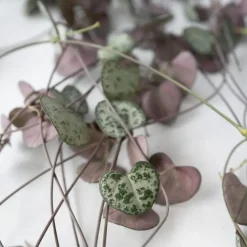 Chinees lantaarnplantje - Ceropegia linearis Woodii - Hoogte 20-30cm - ⌀14cm