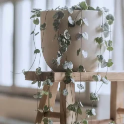 Chinees lantaarnplantje - Ceropegia linearis Woodii - Hoogte 20-30cm - ⌀14cm