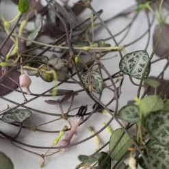 Chinees lantaarnplantje - Ceropegia linearis Woodii - Hoogte 20-30cm - ⌀14cm