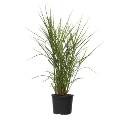 Chinees prachtriet - Miscanthus sinensis 'Zebrinus' - Hoogte 20-30cm - ⌀23cm