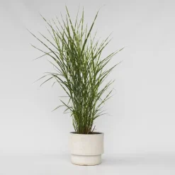 Chinees prachtriet - Miscanthus sinensis 'Zebrinus' - Hoogte 20-30cm - ⌀23cm