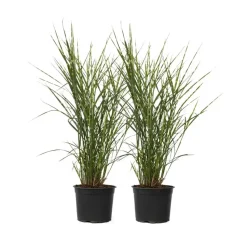 Chinees prachtriet - Set van 2 - Miscanthus 'Zebrinus' - Hoogte 20-30cm - ⌀23cm