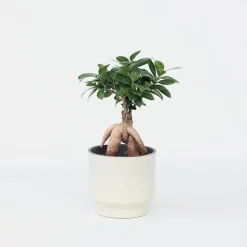Chinese vijg - Ficus microcarpa - Hoogte 30-40cm - ⌀12cm
