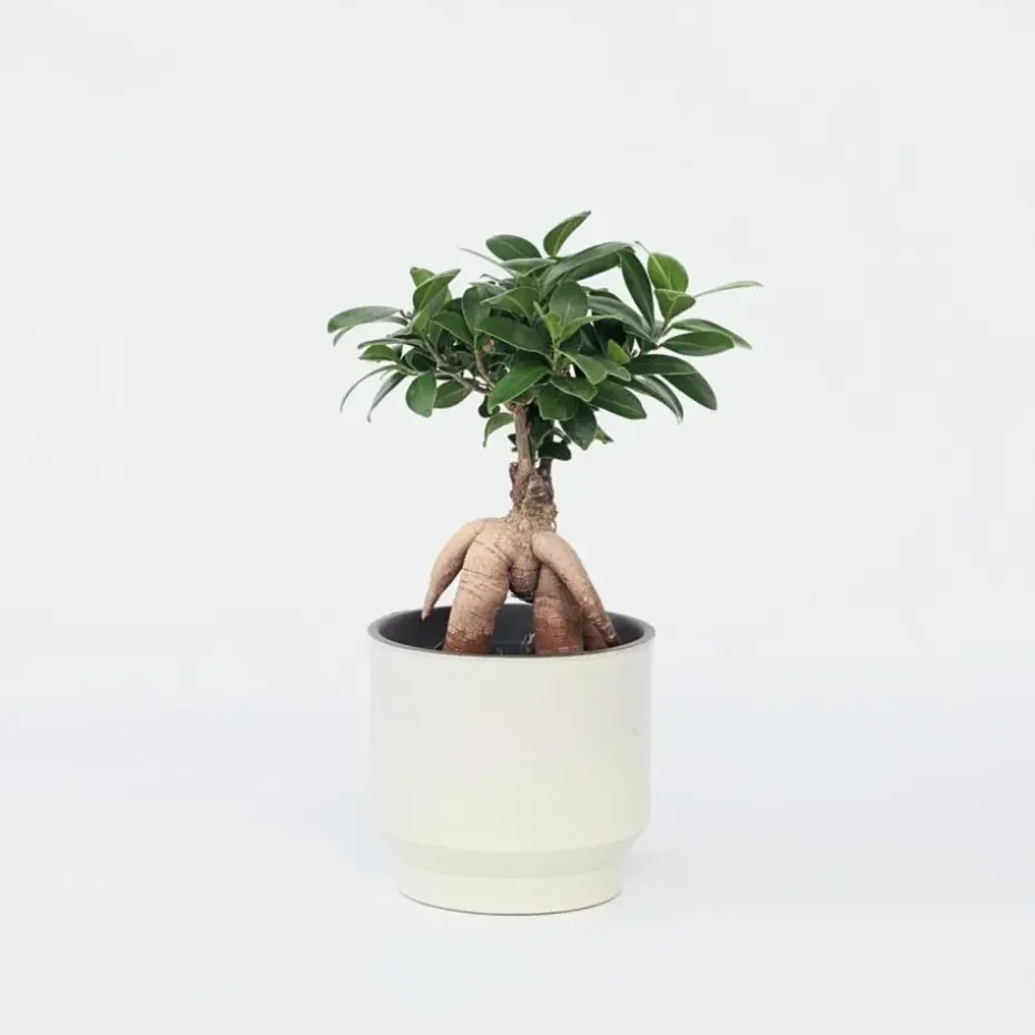 Chinese vijg - Ficus microcarpa - Hoogte 30-40cm - ⌀12cm