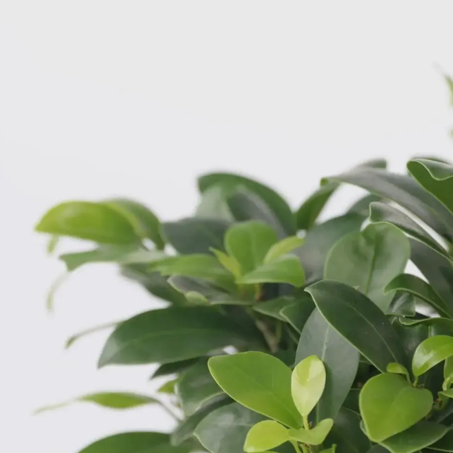 Chinese vijg - Ficus microcarpa - Hoogte 30-40cm - ⌀12cm