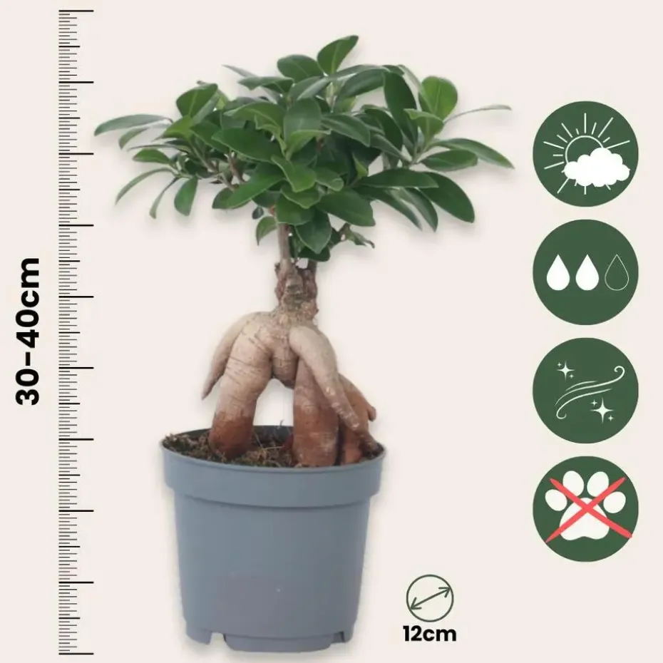 Chinese vijg - Ficus microcarpa - Hoogte 30-40cm - ⌀12cm