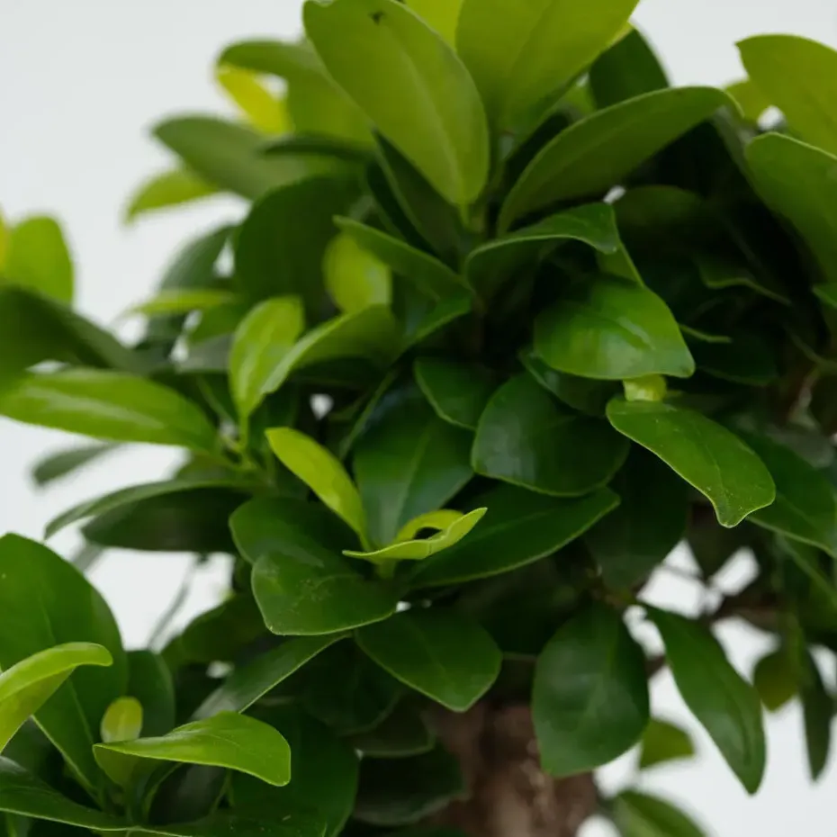 Chinese vijg - Ficus microcarpa - Hoogte 30-40cm - ⌀12cm