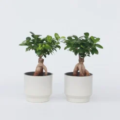 Chinese vijg - Set van 4 - Ficus microcarpa - Hoogte 30-40cm - ⌀12cm