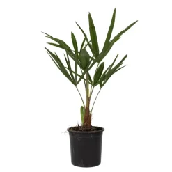 Chinese Waaierpalm - Set van 4 - Trachycarpus Fortunei - Hoogte 35-45cm - ⌀15cm