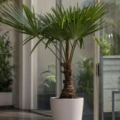 Chinese Waaierpalm - Trachycarpus Fortunei - Hoogte 65-75cm - ⌀21cm