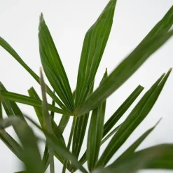 Chinese Waaierpalm - Trachycarpus Fortunei - Hoogte 65-75cm - ⌀21cm