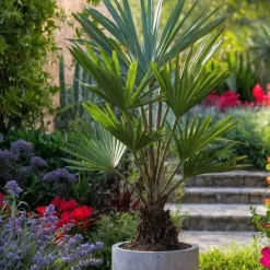 Chinese Waaierpalm - Trachycarpus Fortunei - Hoogte 65-75cm - ⌀21cm