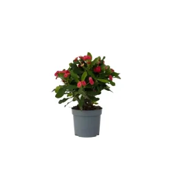 Christusdoorn - Euphorbia 'Milii' - Hoogte 25-35cm - ⌀13cm