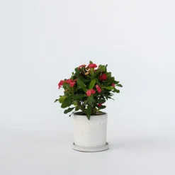 Christusdoorn - Euphorbia 'Milii' - Hoogte 25-35cm - ⌀13cm