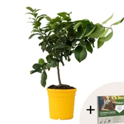 Citroenboom - Citrus limon - Hoogte 60-70cm - ⌀19cm