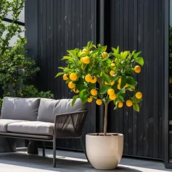 Citroenboom - Set van 3 - Citrus limon - Hoogte 25-40cm - ⌀9cm