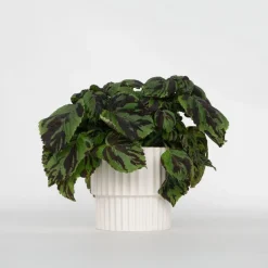 Coleus 'Tiger' - Siernetel - Hoogte 25-35cm - ø17cm