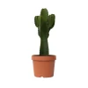 Cowboycactus - Euphorbia ingens - Hoogte 85-95cm - ⌀24cm
