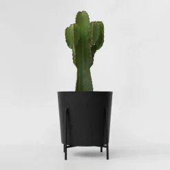 Cowboycactus - Euphorbia ingens - Hoogte 85-95cm - ⌀24cm