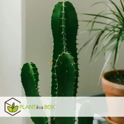 Cowboycactus - Euphorbia ingens - Hoogte 85-95cm - ⌀24cm