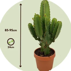 Cowboycactus - Euphorbia ingens - Hoogte 85-95cm - ⌀24cm